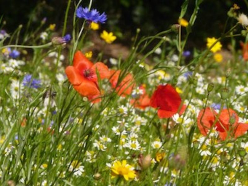 🌿 Célébrer le printemps :  Rencontre avec une paysanne-herboriste